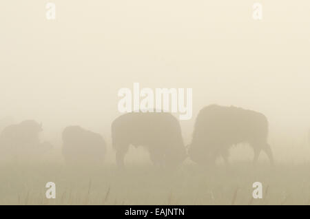 Bison sparring im Nebel auf den Great Plains von Montana am amerikanischen Prärie-Reserve. Südlich von Malta im Phillips County Montana. Stockfoto