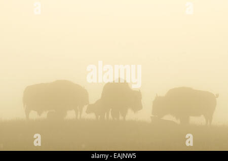 Bison mit Kälbern im Nebel auf den Great Plains von Montana am amerikanischen Prärie-Reserve. Südlich von Malta im Phillips County, Mont Stockfoto