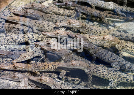 Kleine Babykrokodile. Zucht Landwirtschaft kleinen Salzwasser-Krokodil farm Darwin, Australien. Crocodylus Porosus. Stockfoto