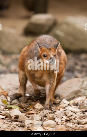 Parma Wallaby Stockfoto
