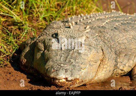 Leistenkrokodil, Victoria River Timber Creek, NT, Australien Stockfoto