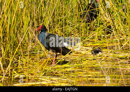 Swamphen und Küken, Porphyrio Porphyrio in der Glen Helen Gorge, West MacDonnells, NT, Australien Stockfoto