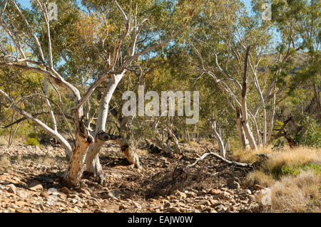 Flussbett in der Serpentine Gorge, West MacDonnells, NT, Australien Stockfoto
