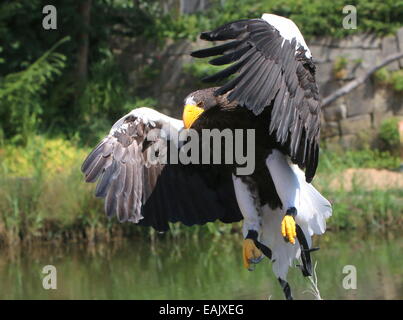 Pacific Steller Seeadler (Haliaeetus Pelagicus) im Flug, während eine Greifvogel-Vorführung Stockfoto