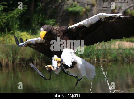 Eingehenden Pacific Steller Seeadler (Haliaeetus Pelagicus) im Flug, während eine Greifvogel-Vorführung Stockfoto