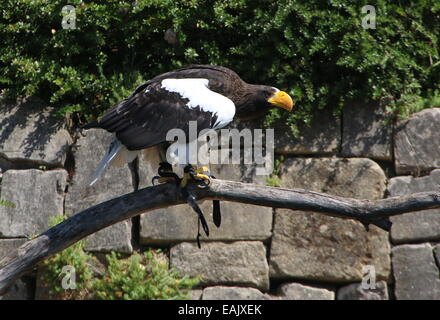 Pacific Steller Seeadler (Haliaeetus Pelagicus) in Avifauna Vogel Zoo, Alphen Aan de Rijn, Niederlande Stockfoto