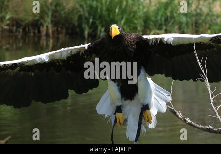 Nahaufnahme einer Gefangenschaft Steller Seeadler (Haliaeetus Pelagicus) im Flug, während eine Greifvogel-Vorführung Stockfoto