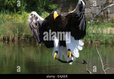 Pacific Steller Seeadler (Haliaeetus Pelagicus) im Flug, während eine Greifvogel-Vorführung, kurz vor der Landung Stockfoto