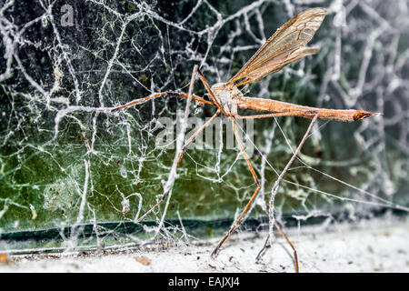 Ein großer Kran Fly (Familie Tipulidae) gefangen in einem Netz auf einem Fenster Stockfoto