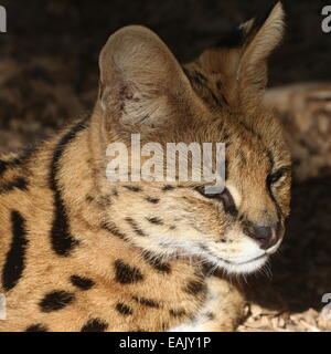 Nahaufnahme des Kopfes der afrikanischen Serval (Leptailurus Serval) die Sonne genießen Stockfoto