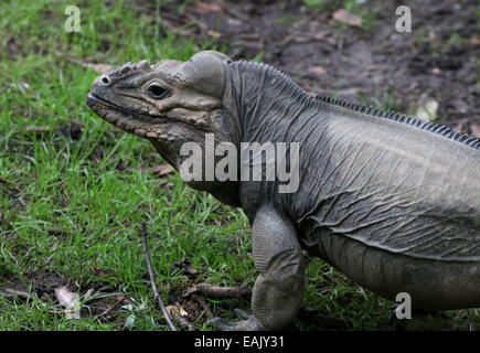 Karibik Rhinozeros-Leguan (Cyclura Cornuta), Oberkörper und Kopf Stockfoto