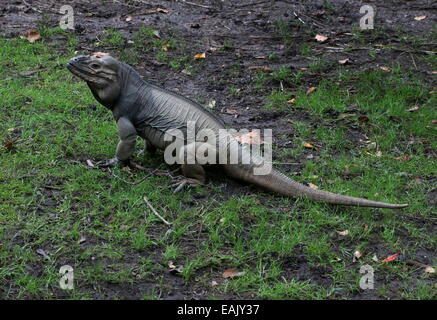 Karibik Rhinozeros-Leguan (Cyclura Cornuta) Stockfoto