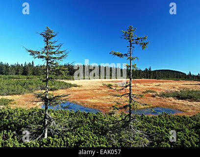 Moor im Cerna Hora-massiv im Riesengebirge Stockfoto