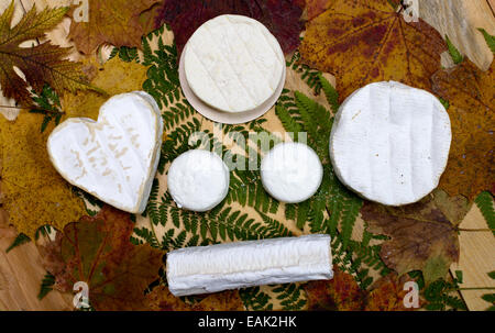 Französische Käsesorten platziert auf À Holztisch mit Herbstlaub Stockfoto