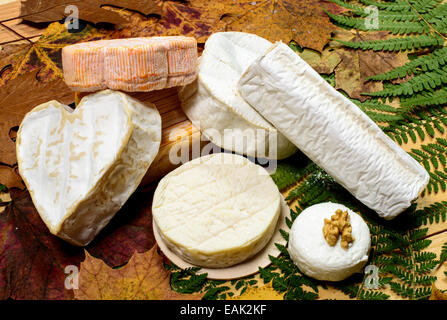 Französische Käsesorten platziert auf À Holztisch mit Herbstlaub Stockfoto