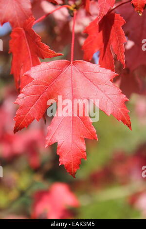 Brillant rot-Ahornblatt am Hillier Gärten Stockfoto