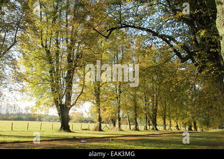 Allee der Bäume im Hale Park in der Nähe von Woodgreen, Fordingbridge, Hampshire, England UK, im New Forest National Park Stockfoto