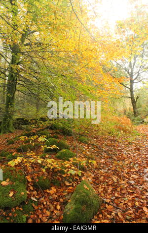 Buche Bäume im Herbst, Lledr Tal in der Nähe von Dolwyddelan, Snowdonia National Park, North Wales, UK Stockfoto