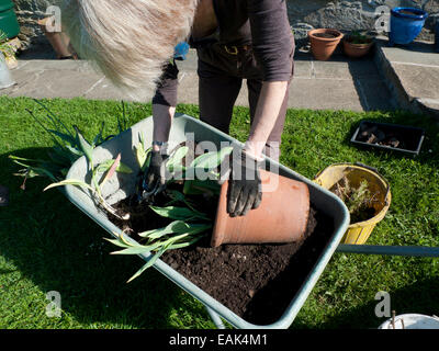 Frau, die verwelkten Tulpen aus Terracotta Topf sie wurden in eine Schubkarre im Herbst wachsen Carmarthenshire, Wales UK KATHY DEWITT Stockfoto