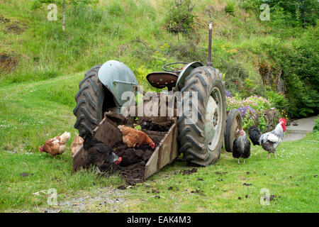 Freilaufende Hühner Garten Hahnhuhn Hahn Geflügel auf Mist pickend Im Eimer eines Traktors auf Kleinbetrieb in Carmarthenshire Wales UK KATHY DEWITT Stockfoto