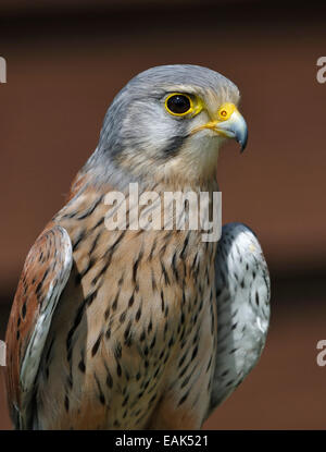 Turmfalken - Falco Tinnunculus Porträt von Vogel Stockfoto