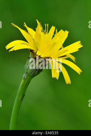 Gemeinsamen Katze-Ohr - Hypochaeris Radicata gelbe zusammengesetzte Blume Stockfoto