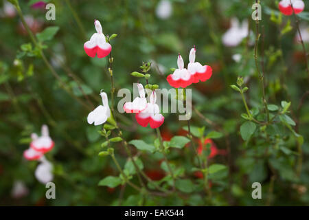 Salvia X jamensis "Hot Lips". Stockfoto