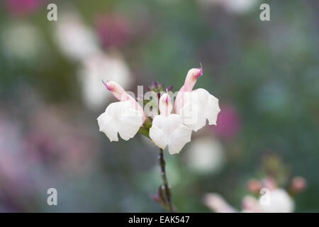 Blumen von der halb winterhart Salbei, Salvia buchananii Stockfoto