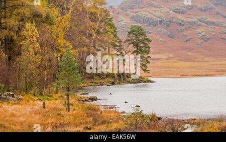 Blea Tarn im Nationalpark Lake District, Cumbria, England, Großbritannien Stockfoto