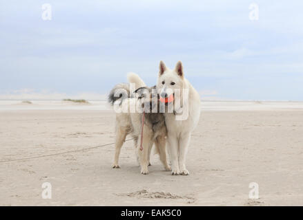 Zwei Hunde am Sandstrand mit einem Ball spielen Stockfoto