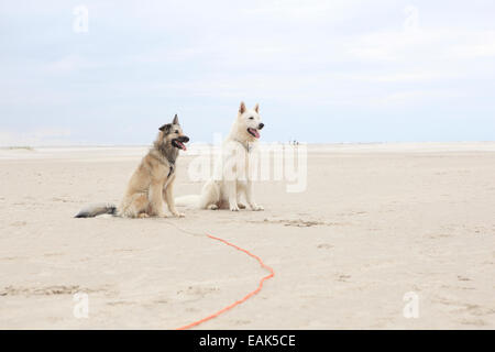 Zwei Hunde am Sandstrand mit einem Ball spielen Stockfoto