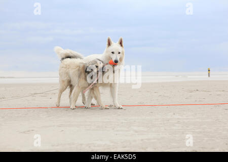 Zwei Hunde am Sandstrand mit einem Ball spielen Stockfoto