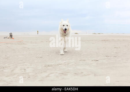 Weiße Schäferhund spielen am Sandstrand, blauer Himmel Stockfoto