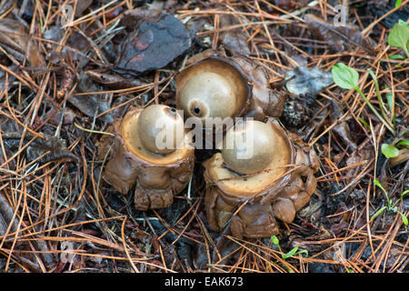 Kragen Earthstar Pilz: Geastrum Triplex. Surrey, England Stockfoto