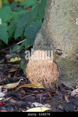 Aufrechte Coral Pilz: Ramaria Stricta. Surrey, England Stockfoto