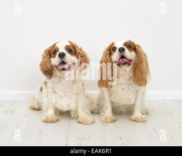 Zwei King Charles Spaniel Hunde auf weißem Hintergrund Stockfoto