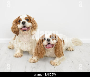 Zwei King Charles Spaniel Hunde auf weißem Hintergrund Stockfoto