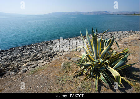 Kaktus in der Nähe von der Strand von Kafarnaum am See Genezareth Stockfoto