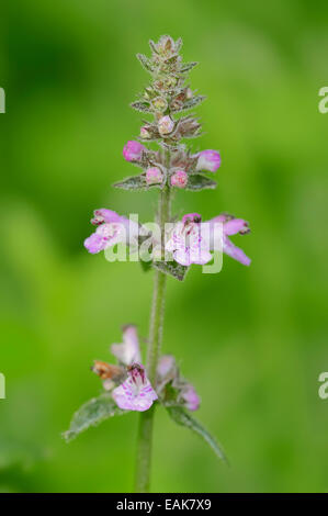 Marsh Woundwort oder Marsh Hedge-Brennessel (Niederwendischen Palustris), North Rhine-Westphalia, Germany Stockfoto