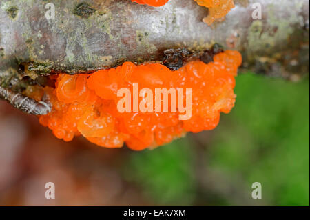 Gelb, Gehirn, goldene Gelee-Pilz oder Witches' Butter (Tremella mesenterialen), Bayern, Deutschland Stockfoto