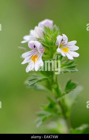 Augentrost (Euphrasia Officinalis, Euphrasia Rostkoviana), Tirol, Österreich Stockfoto