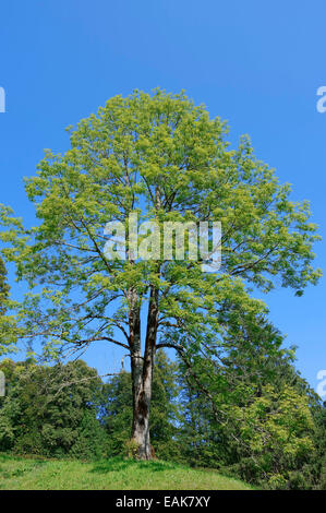 Europäischer Esche oder gemeine Esche (Fraxinus Excelsior) im Frühjahr, Bayern, Deutschland Stockfoto