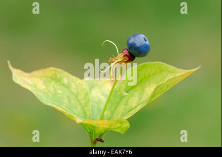 Einbeere oder True Love Knot (Paris Quadrifolia), Obst, Bayern, Deutschland Stockfoto