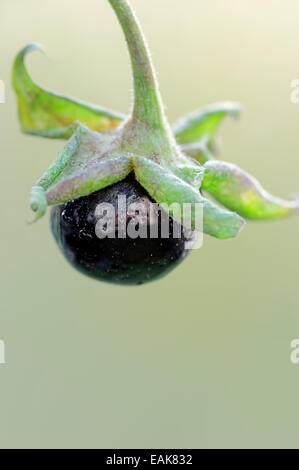 Belladonna oder Tollkirsche (Atropa Belladonna), Beere, Bayern, Deutschland Stockfoto