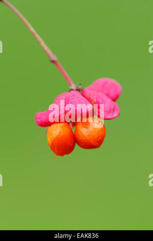 Europäische Spindel oder gemeinsamen Spindel (Euonymus Europaeus, Euonymus Europaea), Obst, North Rhine-Westphalia, Germany Stockfoto