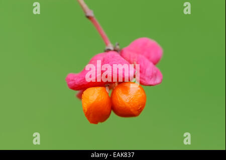 Europäische Spindel oder gemeinsamen Spindel (Euonymus Europaeus, Euonymus Europaea), Obst, North Rhine-Westphalia, Germany Stockfoto