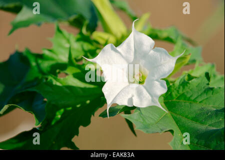 Jimson Unkraut oder Dorn-Apfel (Datura Stramonium), blühend, North Rhine-Westphalia, Deutschland Stockfoto