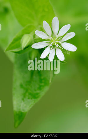 Riesige Vogelmiere (Stellaria Aquatica, Myosoton Aquaticum), Blume und Blatt, North Rhine-Westphalia, Deutschland Stockfoto