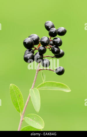 Wilde Liguster oder europäischen Liguster (Ligustrum Vulgare), Zweig mit reifen Beeren, North Rhine-Westphalia, Deutschland Stockfoto