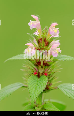 Hanf-Brennnessel (Galeopsis Tetrahit), North Rhine-Westphalia, Deutschland Stockfoto